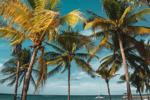 Crédito da foto: Foto de Bergen Davis: https://www.pexels.com/pt-br/foto/mar-praia-litoral-veleiros-5005121/ Montego Bay